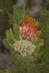 Leucospermum erubescens
