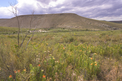 Leucospermum erubescens