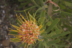 Leucospermum erubescens