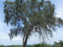 Aspidosperma quebracho-blanco