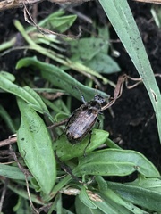 Scarabaeidae