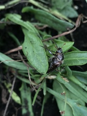 Scarabaeidae