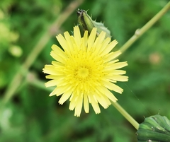 Urospermum picroides