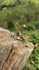 Onocephala obliquata