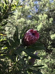 Protea compacta × susannae
