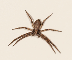 Philodromus placidus