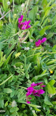 Astragalus callichrous