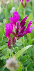 Astragalus callichrous