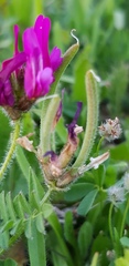 Astragalus callichrous