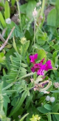 Astragalus callichrous
