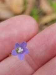 Wahlenbergia marginata