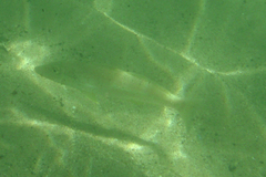 Sillago ciliata