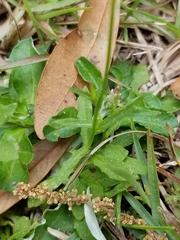 Wahlenbergia marginata
