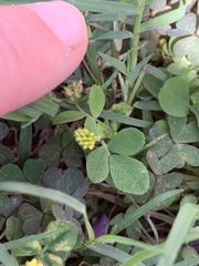 Medicago lupulina