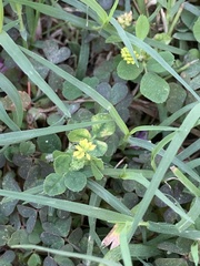 Medicago lupulina