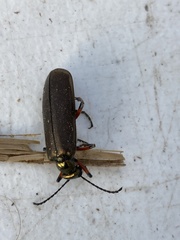 Pomphopoea