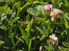 Trifolium eriosphaerum