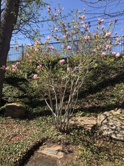 Magnolia × soulangeana