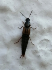 Raphirus