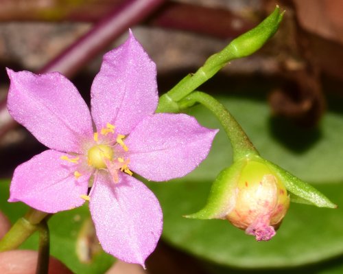 Talinum fruticosum iNat (2)