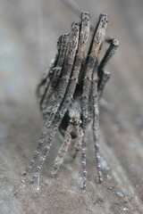 Cyphalonotus