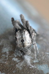 Cyphalonotus