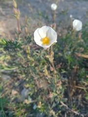 Cistus umbellatus