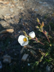 Cistus umbellatus
