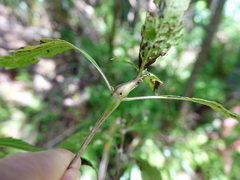 Procecidochares alani