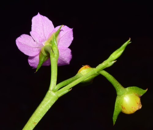 Philippine spinach
