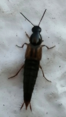 Raphirus