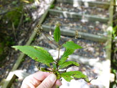 Procecidochares alani