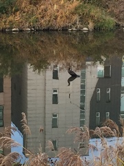 Phalacrocorax carbo