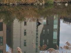 Phalacrocorax carbo