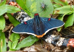 Phocides polybius phanias