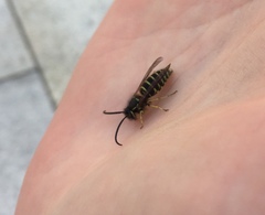 Vespula flaviceps