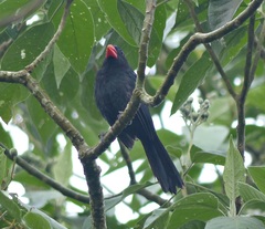 Saltator fuliginosus