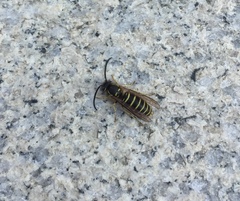 Vespula flaviceps