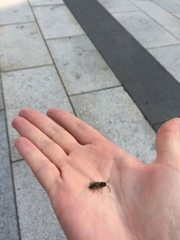 Vespula flaviceps