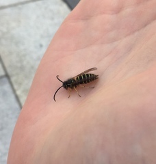 Vespula flaviceps