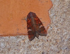 Eriopyga ditissima