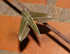 Xylophanes indistincta