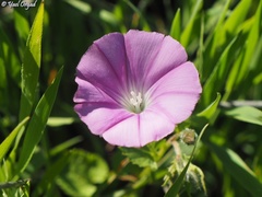 Convolvulus coelesyriacus