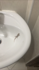 Hemidactylus mabouia