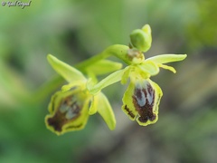 Ophrys lutea galilaea