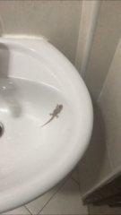 Hemidactylus mabouia