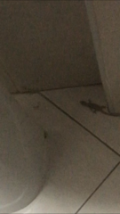Hemidactylus mabouia