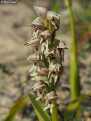 Orchis galilaea