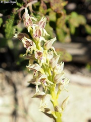 Orchis galilaea
