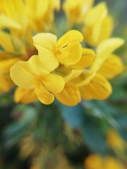 Coronilla valentina glauca
